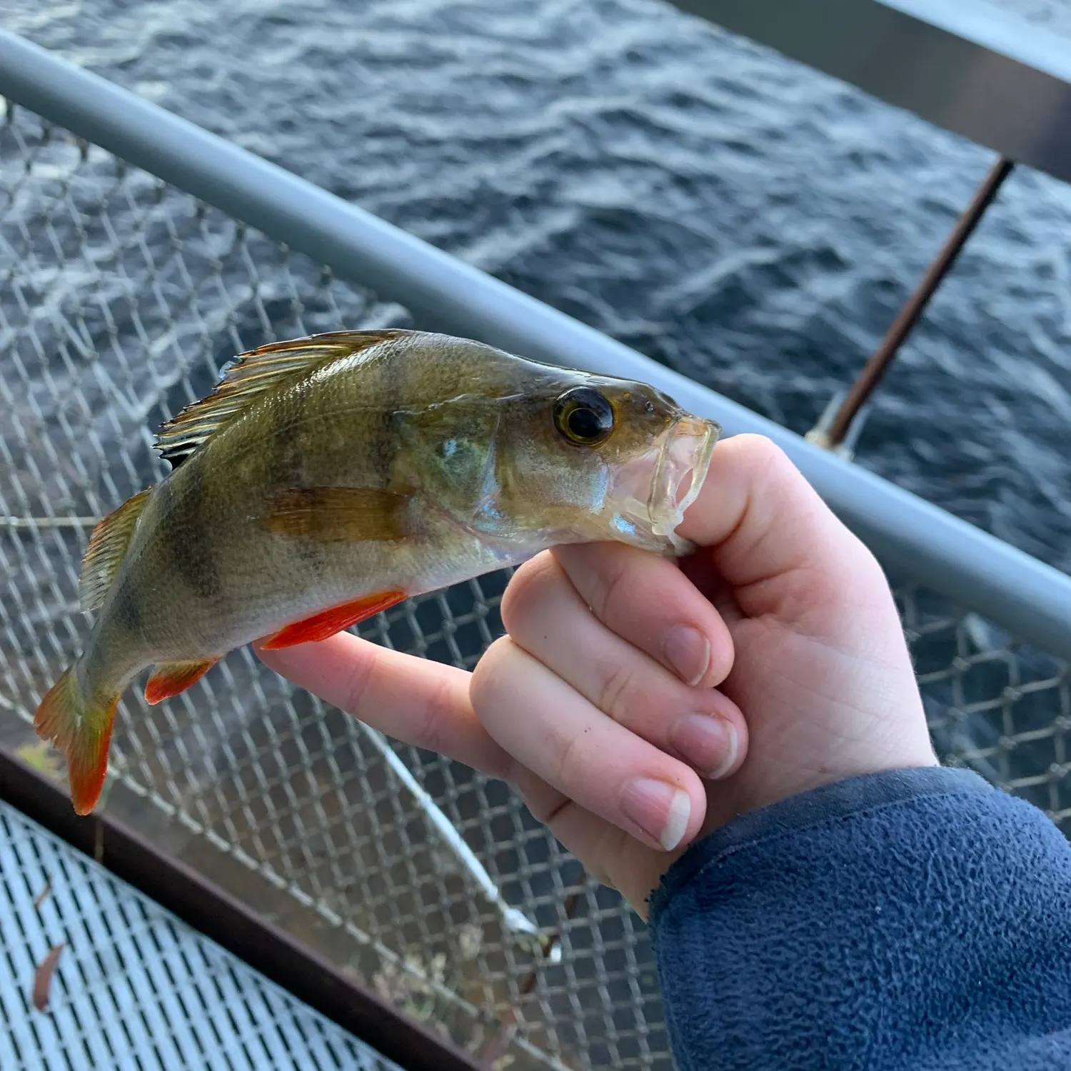 European perch caught on Fishbrain
