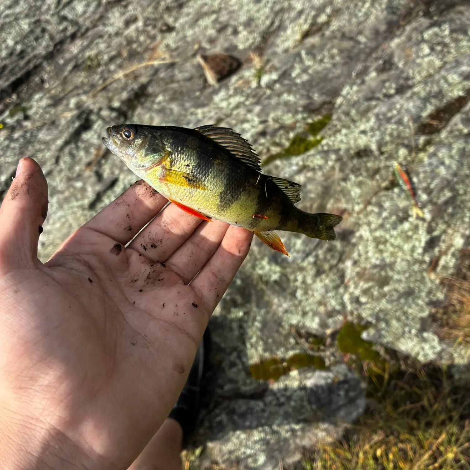 Yellow perch caught on Fishbrain