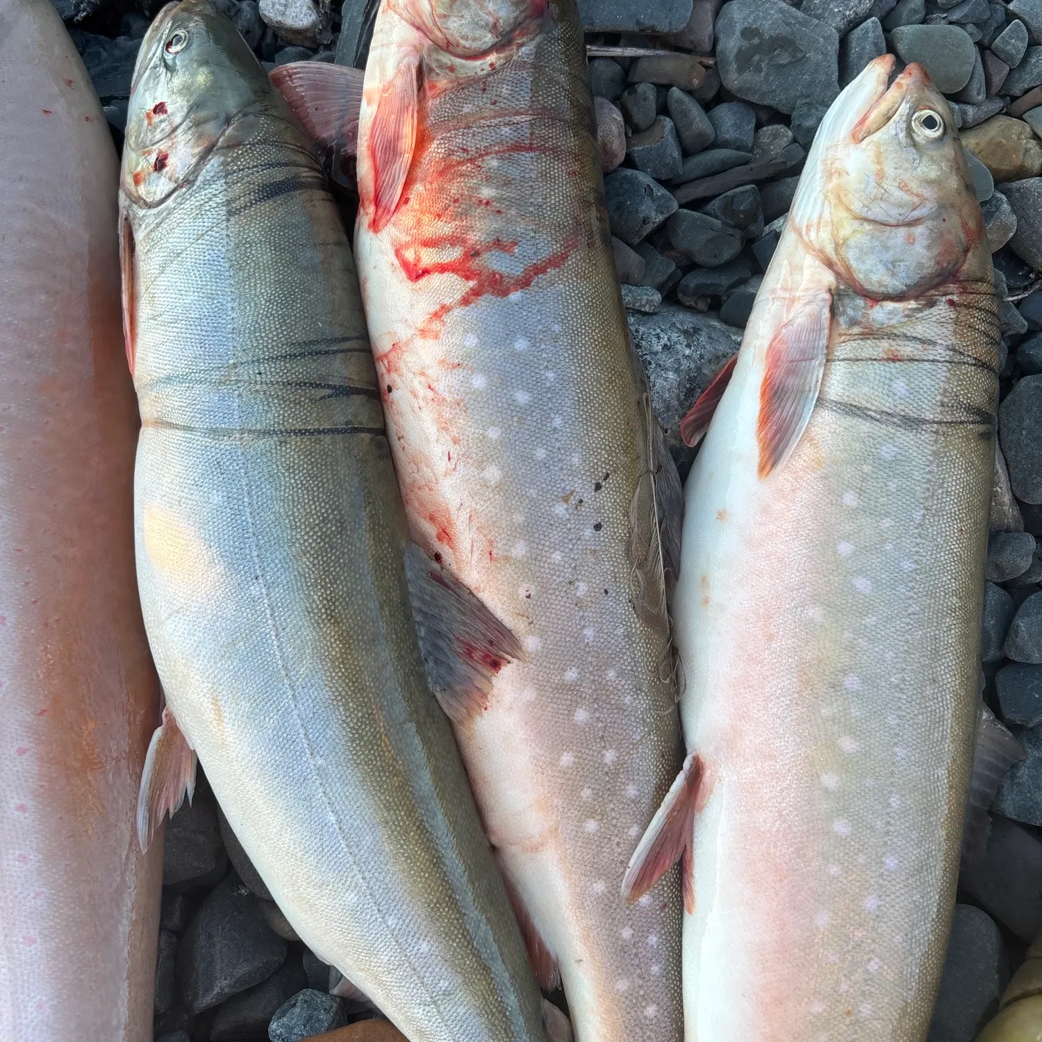 The most recent Arctic char catches on Fishbrain