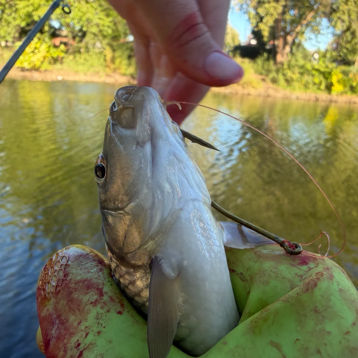 Common carp caught on Fishbrain