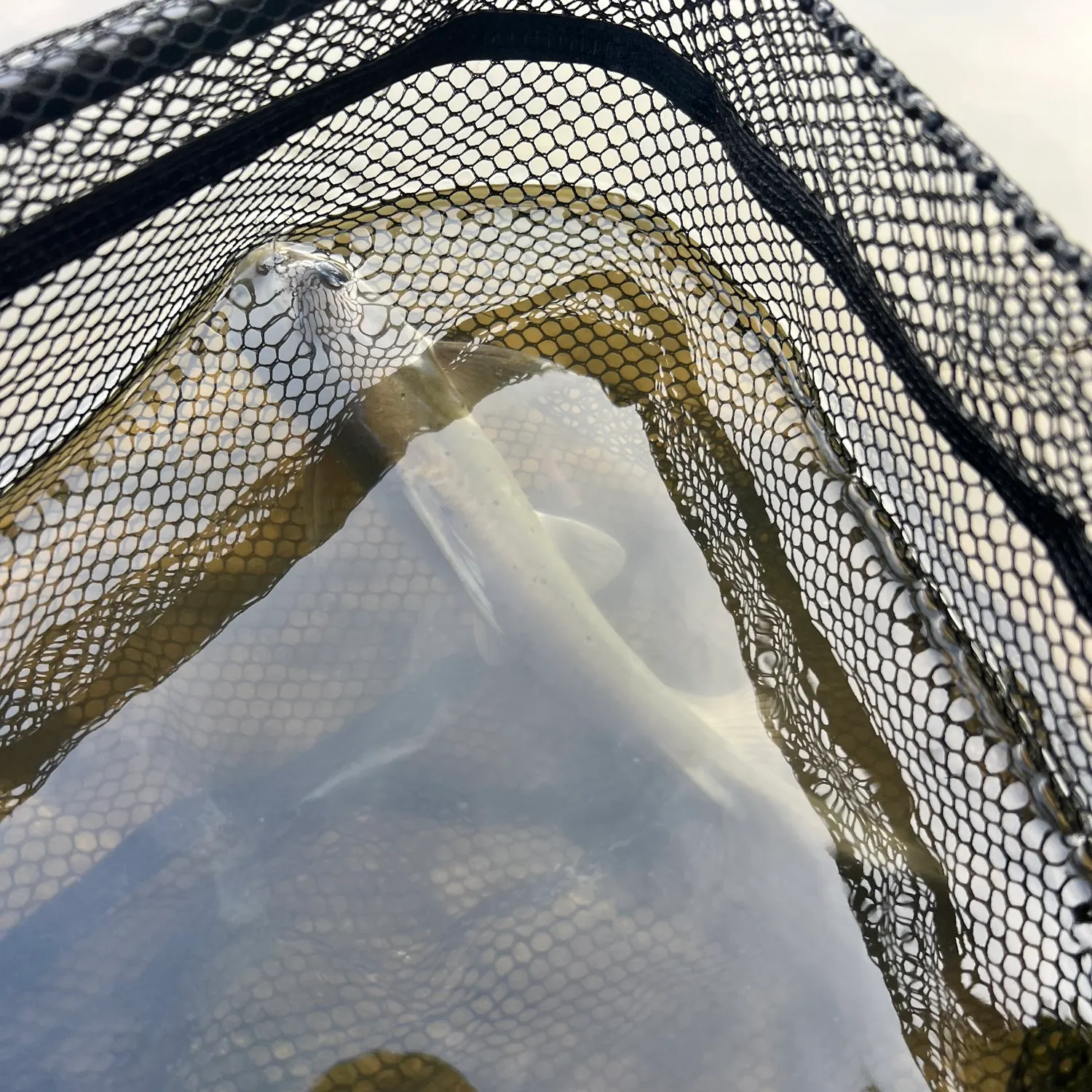 Channel catfish caught on Fishbrain