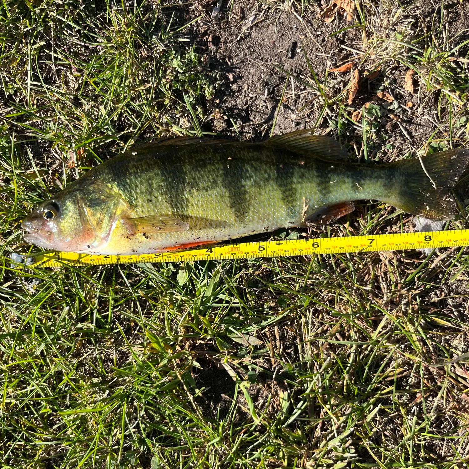 Yellow perch caught on Fishbrain