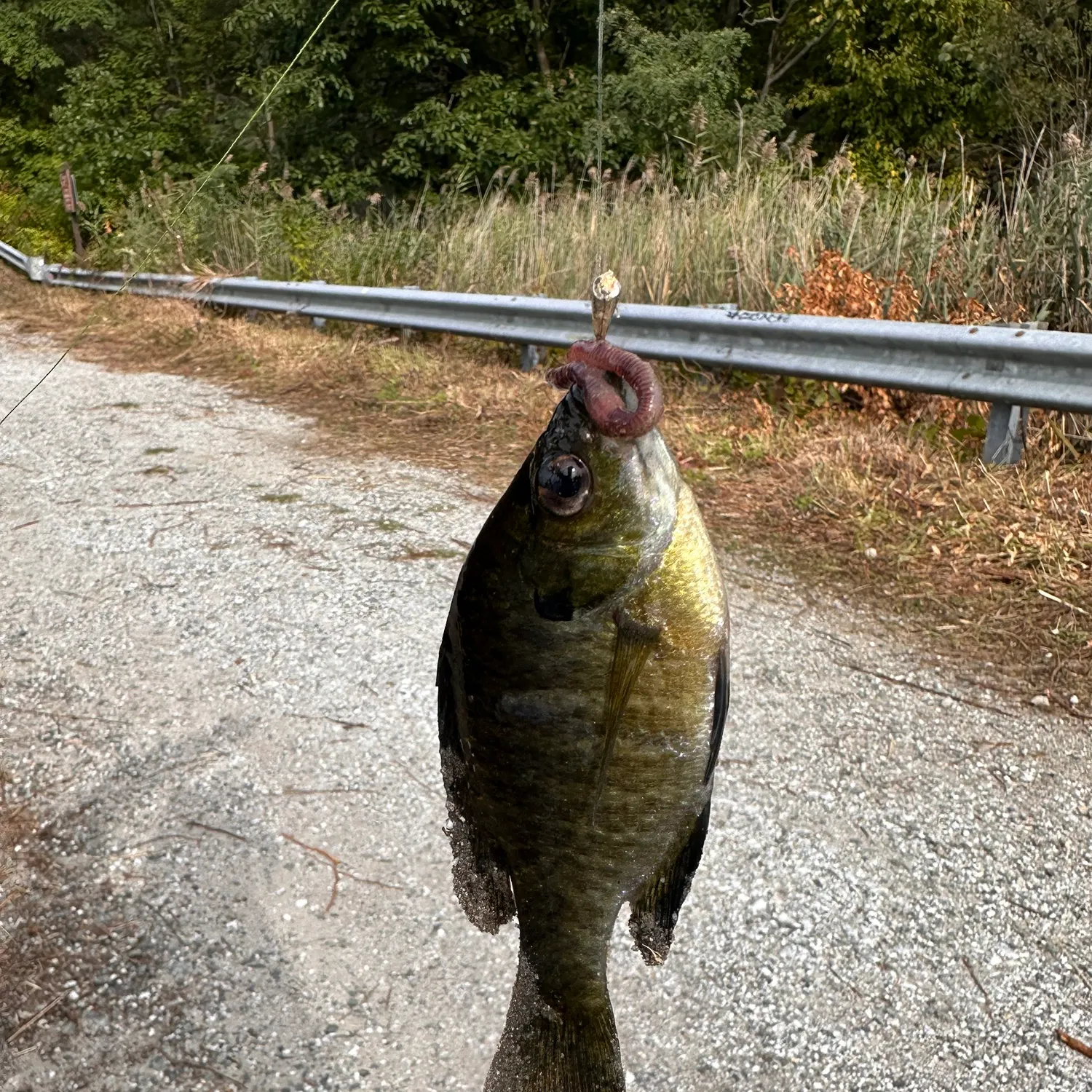 Bluegill caught on Fishbrain