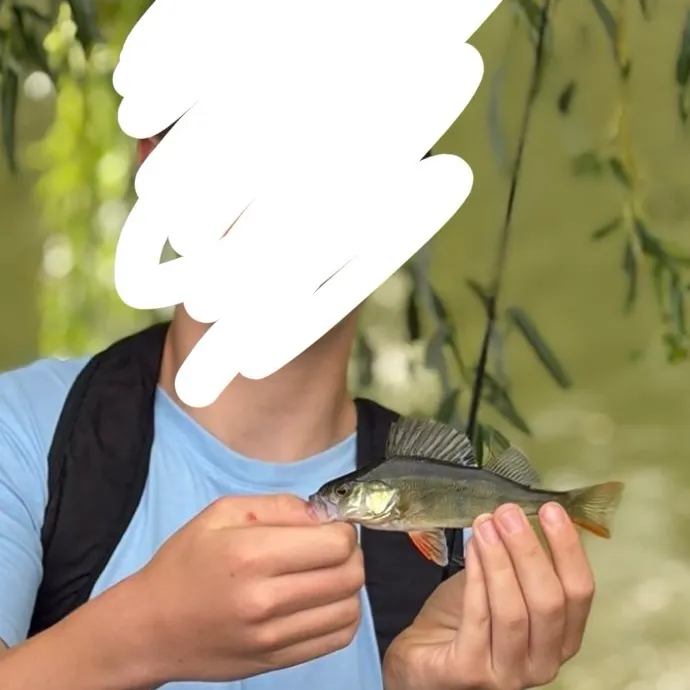 European perch caught on Fishbrain