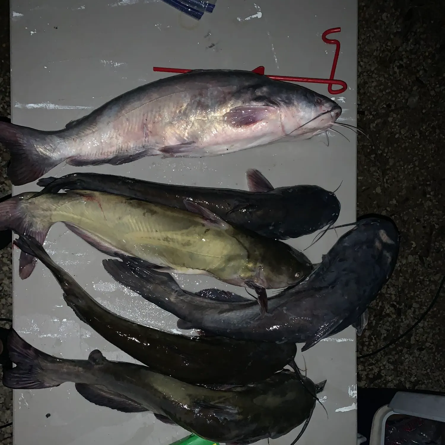 recently logged catches