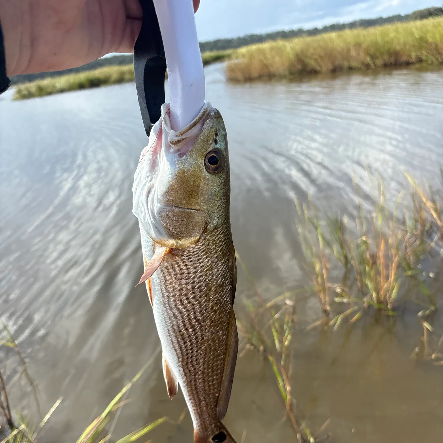 Red drum caught on Fishbrain
