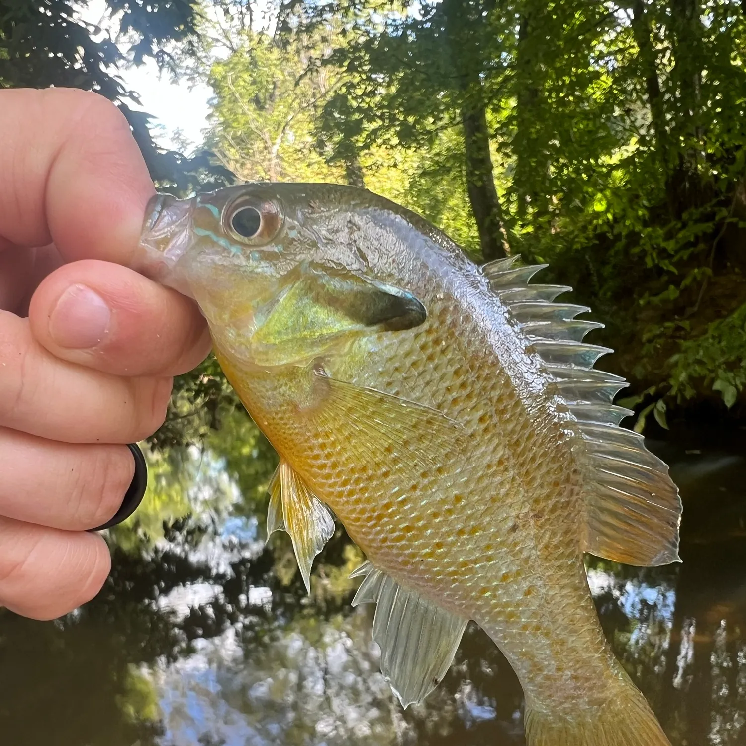 Redbreast sunfish caught on Fishbrain