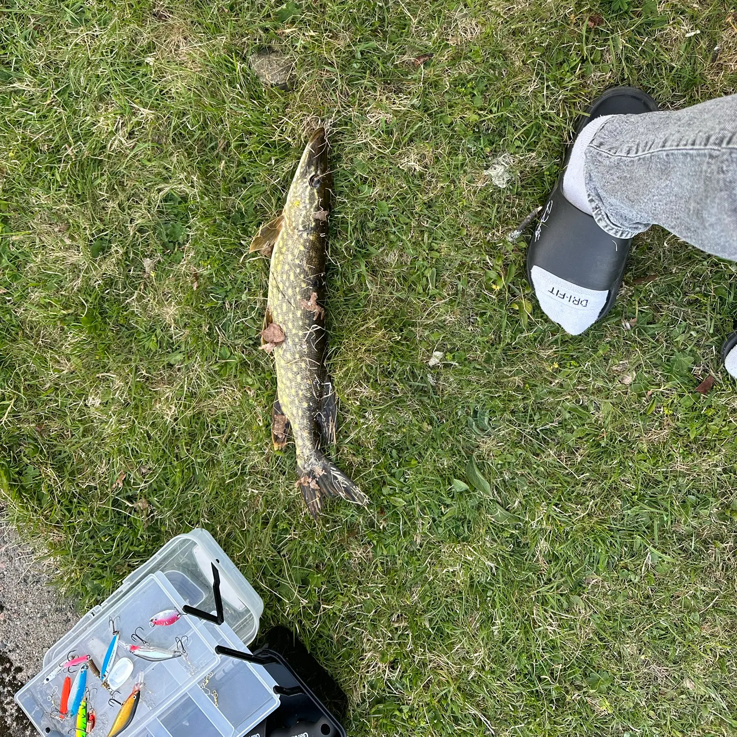 catch