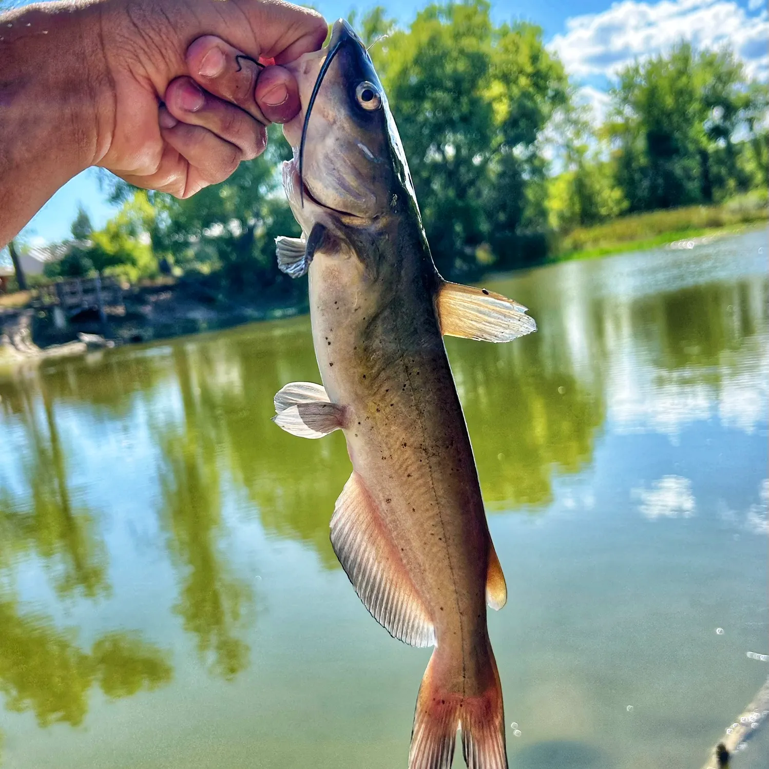 Channel catfish caught on Fishbrain