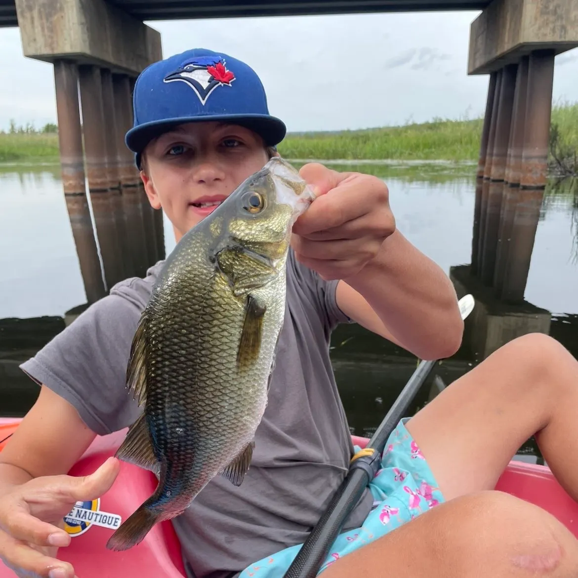 White perch caught on Fishbrain