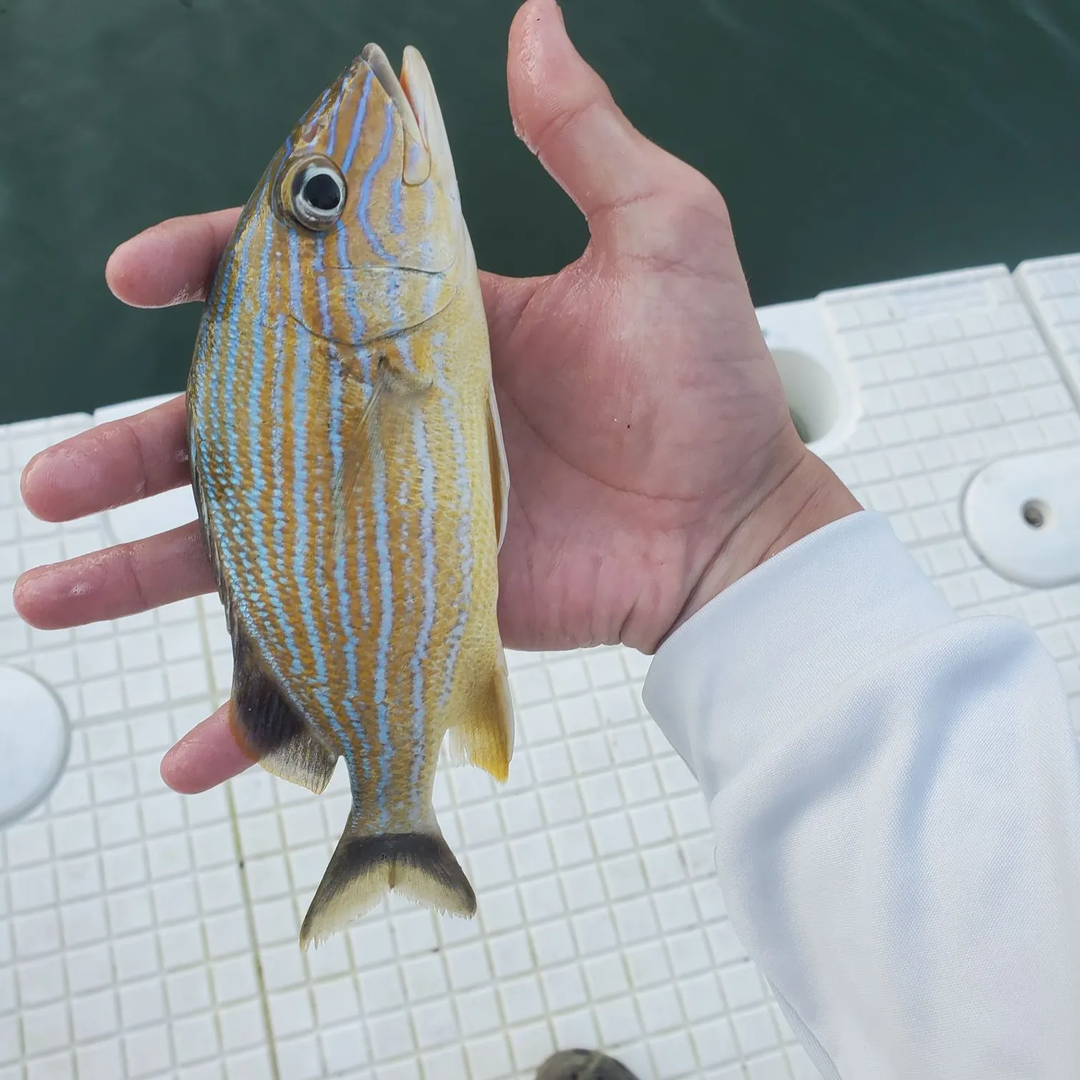 The most recent Bluestriped grunt catches on Fishbrain