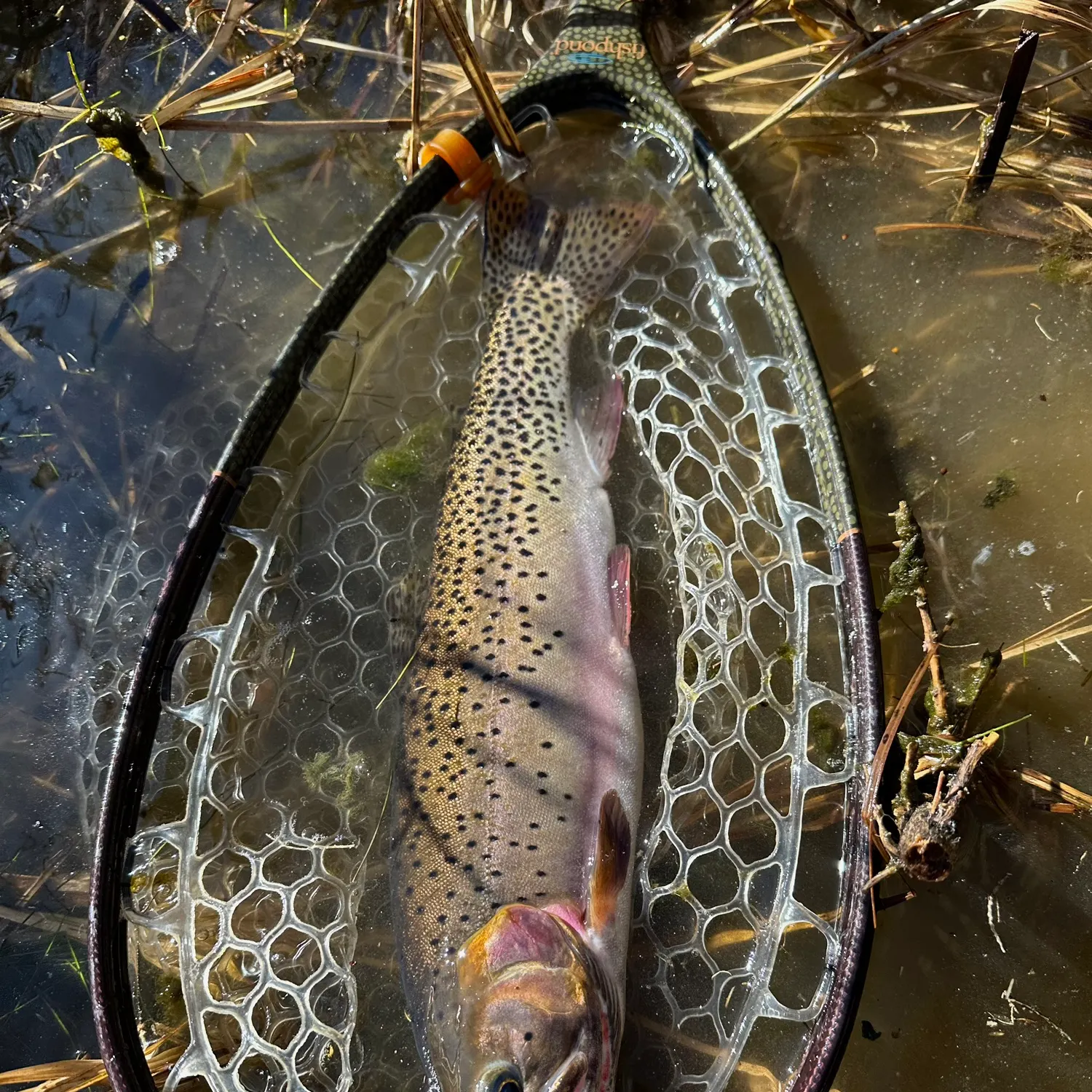The most recent Colorado river cutthroat trout catches on Fishbrain