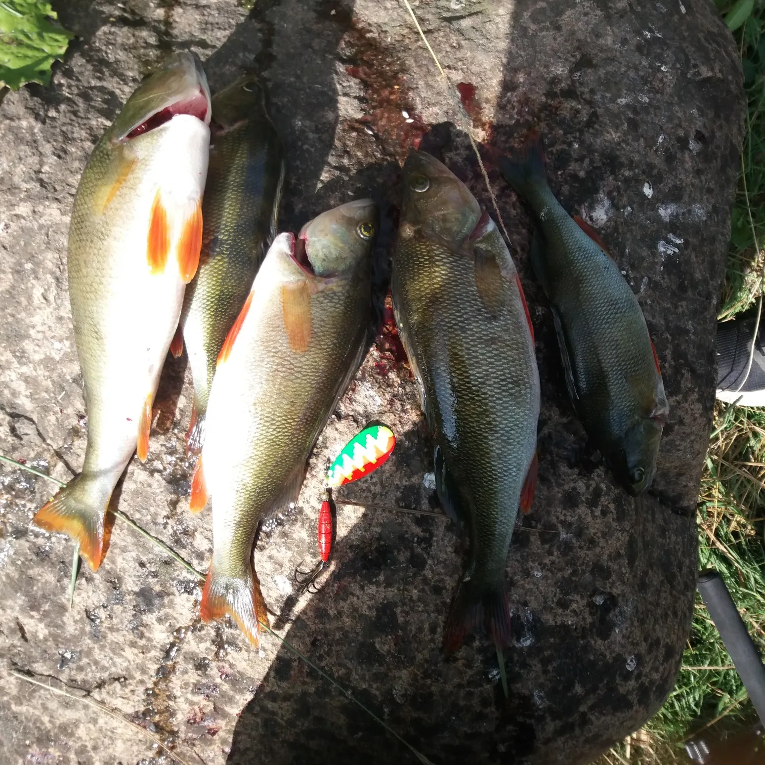 recently logged catches