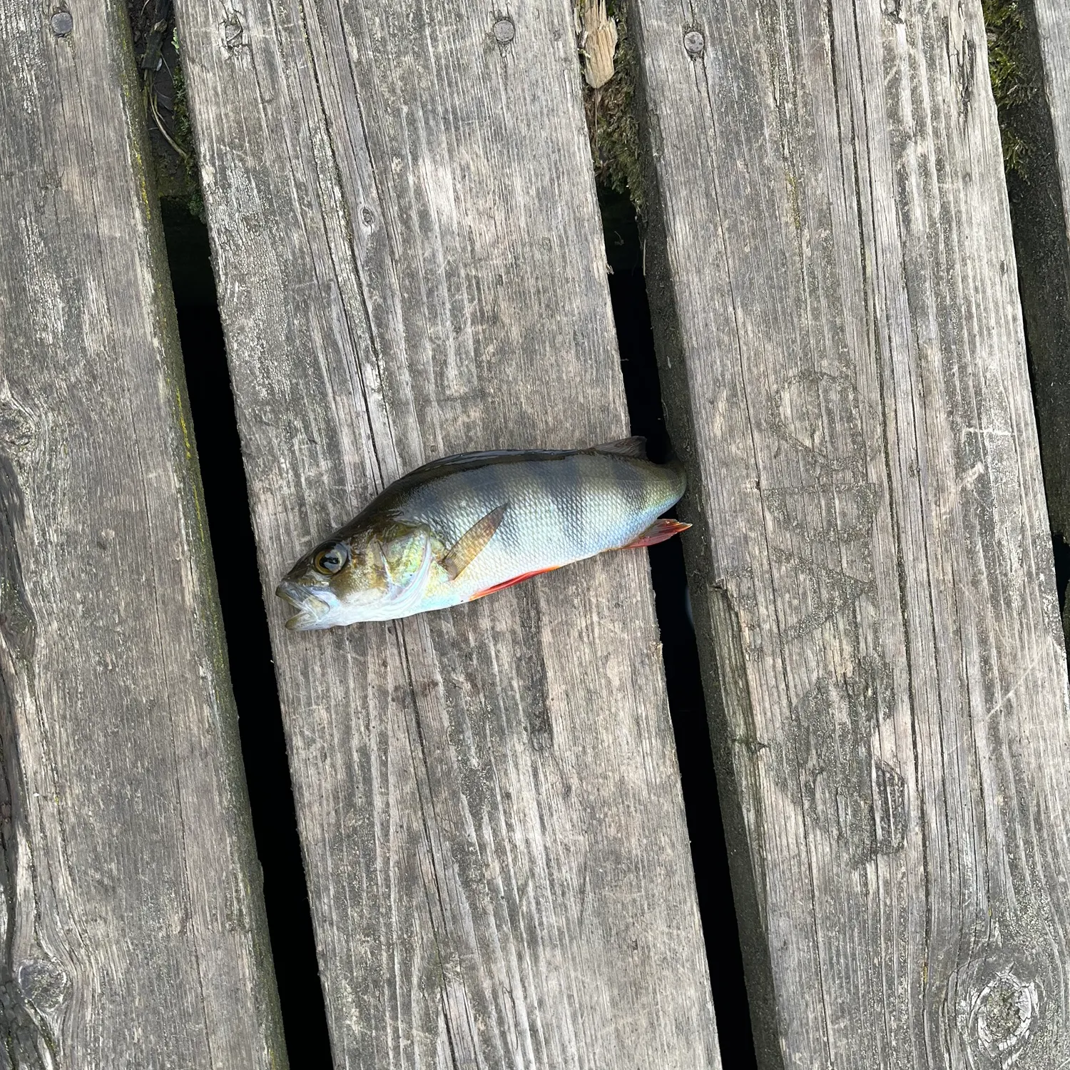 European perch caught on Fishbrain