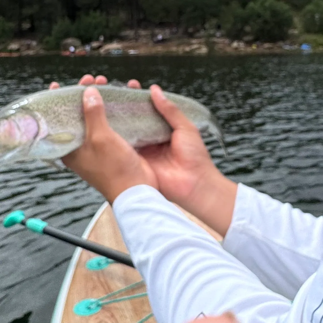 Rainbow trout caught on Fishbrain