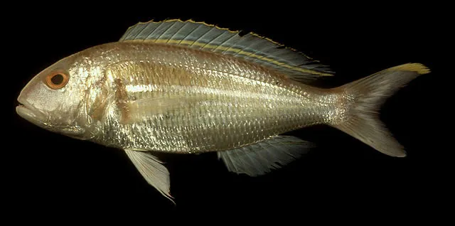 Ornate threadfin bream