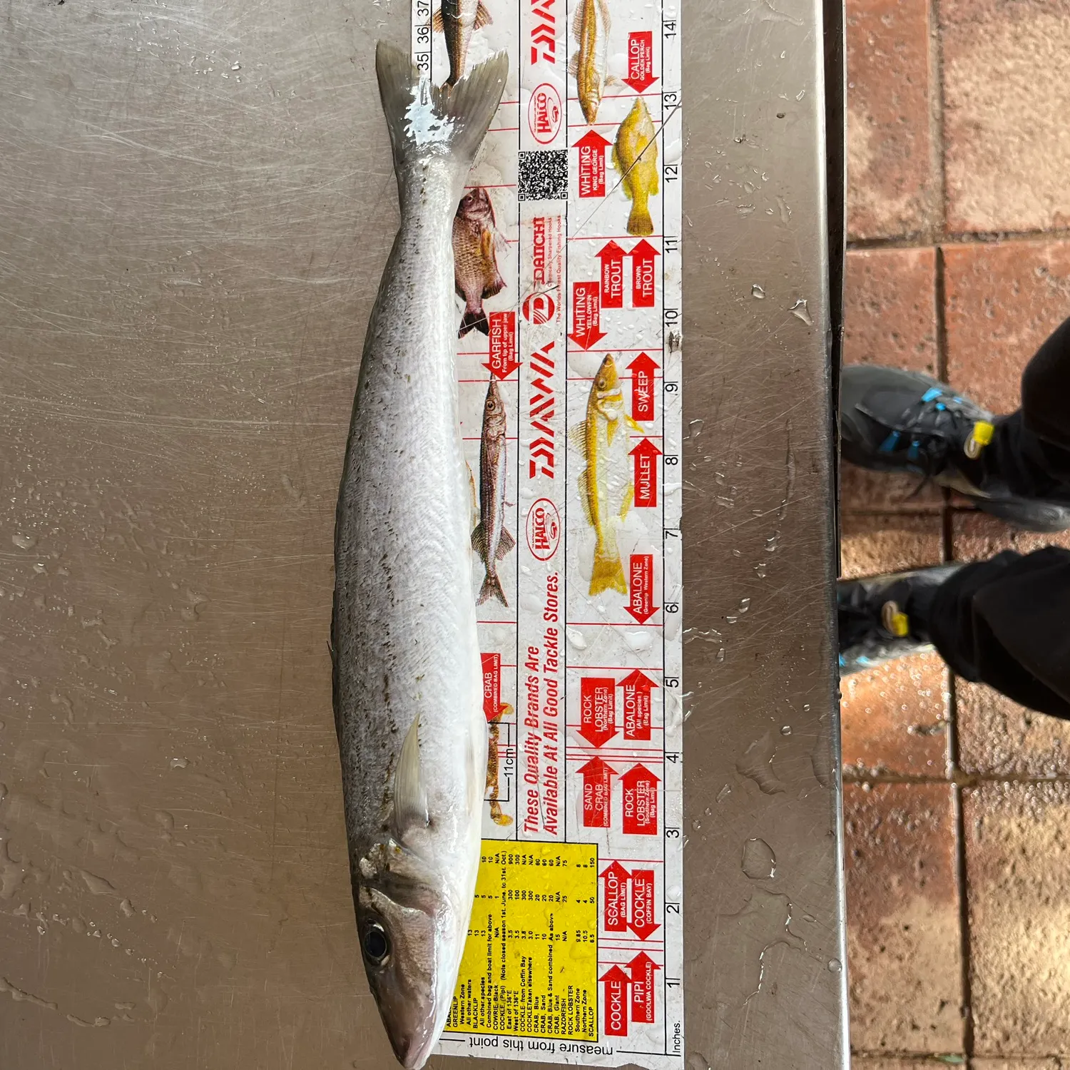 recently logged catches