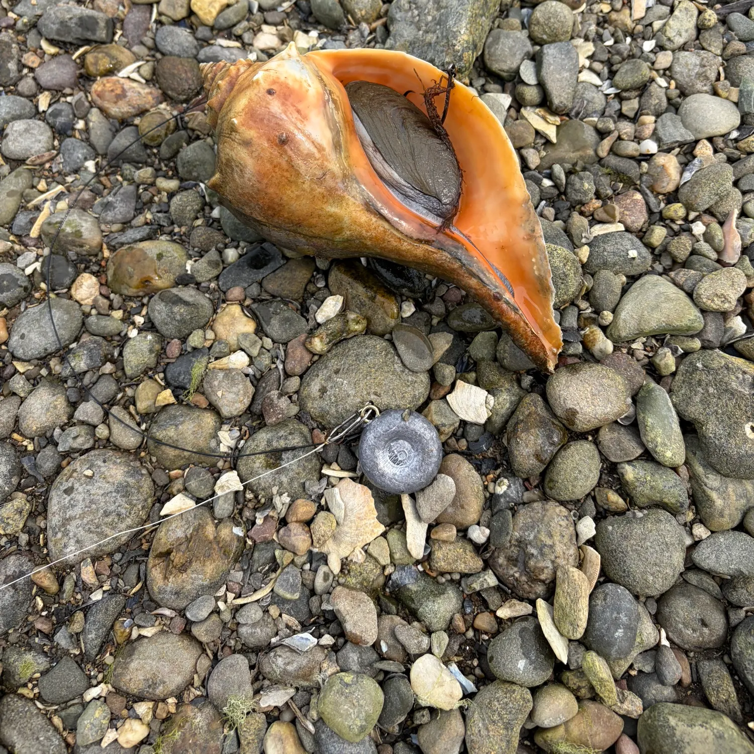 The most recent Blacktail snailfish catches on Fishbrain