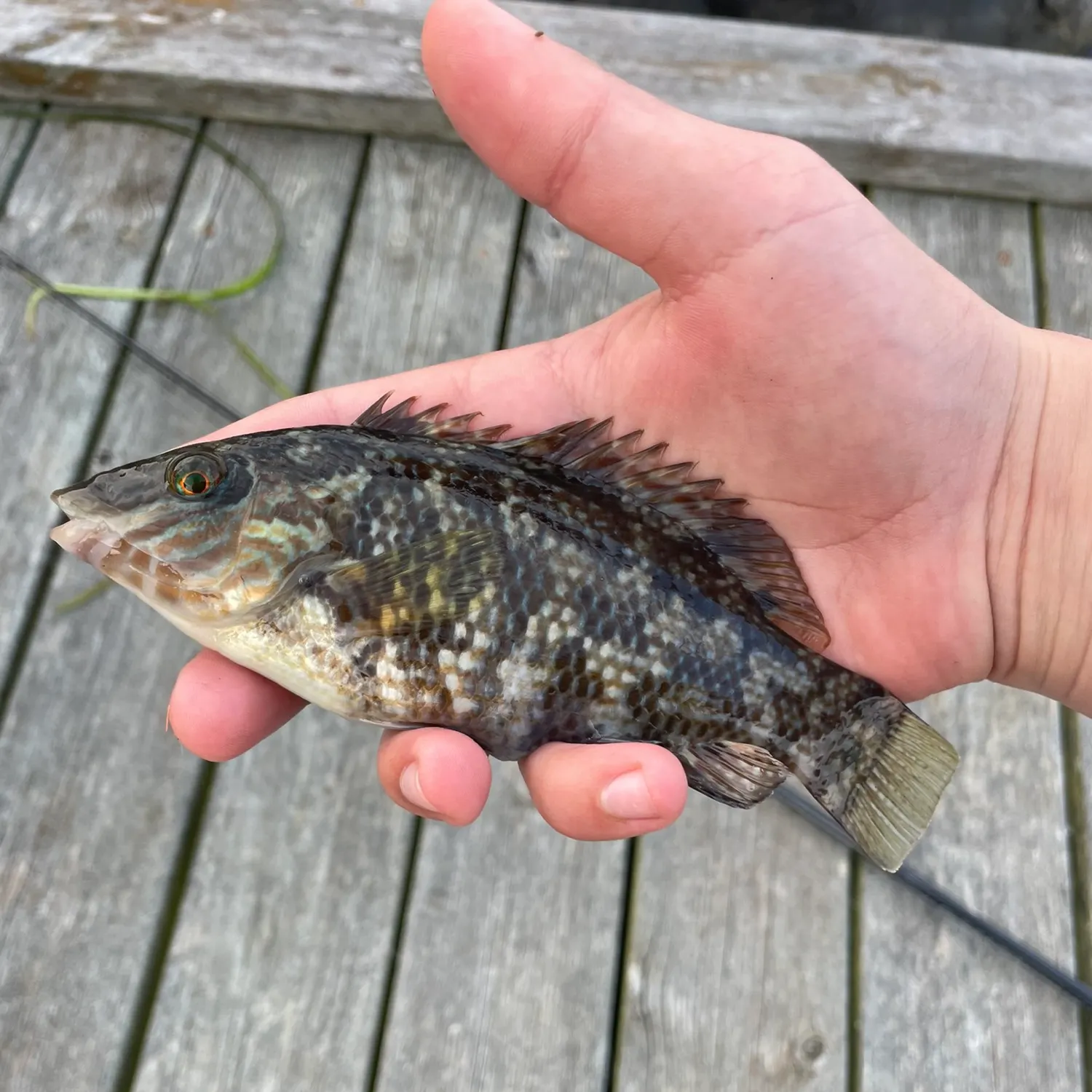 The most recent Goldsinny wrasse catches on Fishbrain