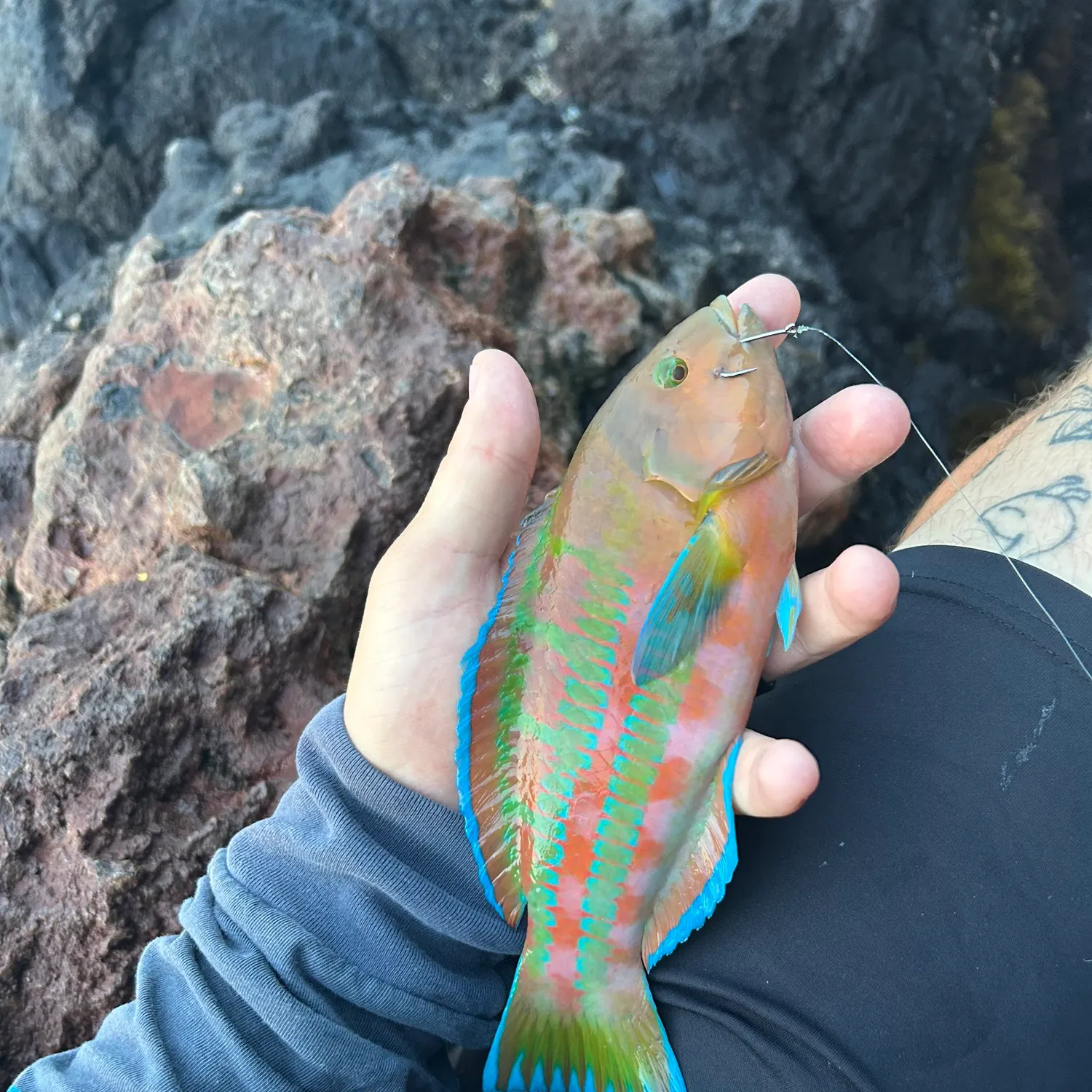 The most recent Christmas wrasse catches on Fishbrain