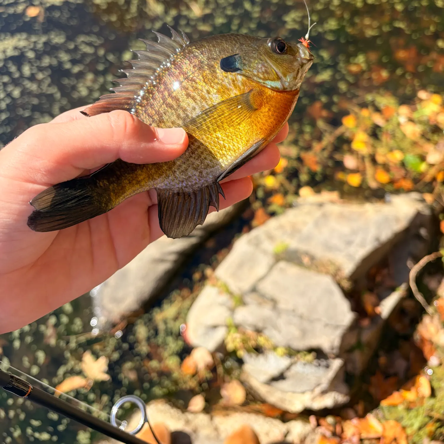 Bluegill caught on Fishbrain