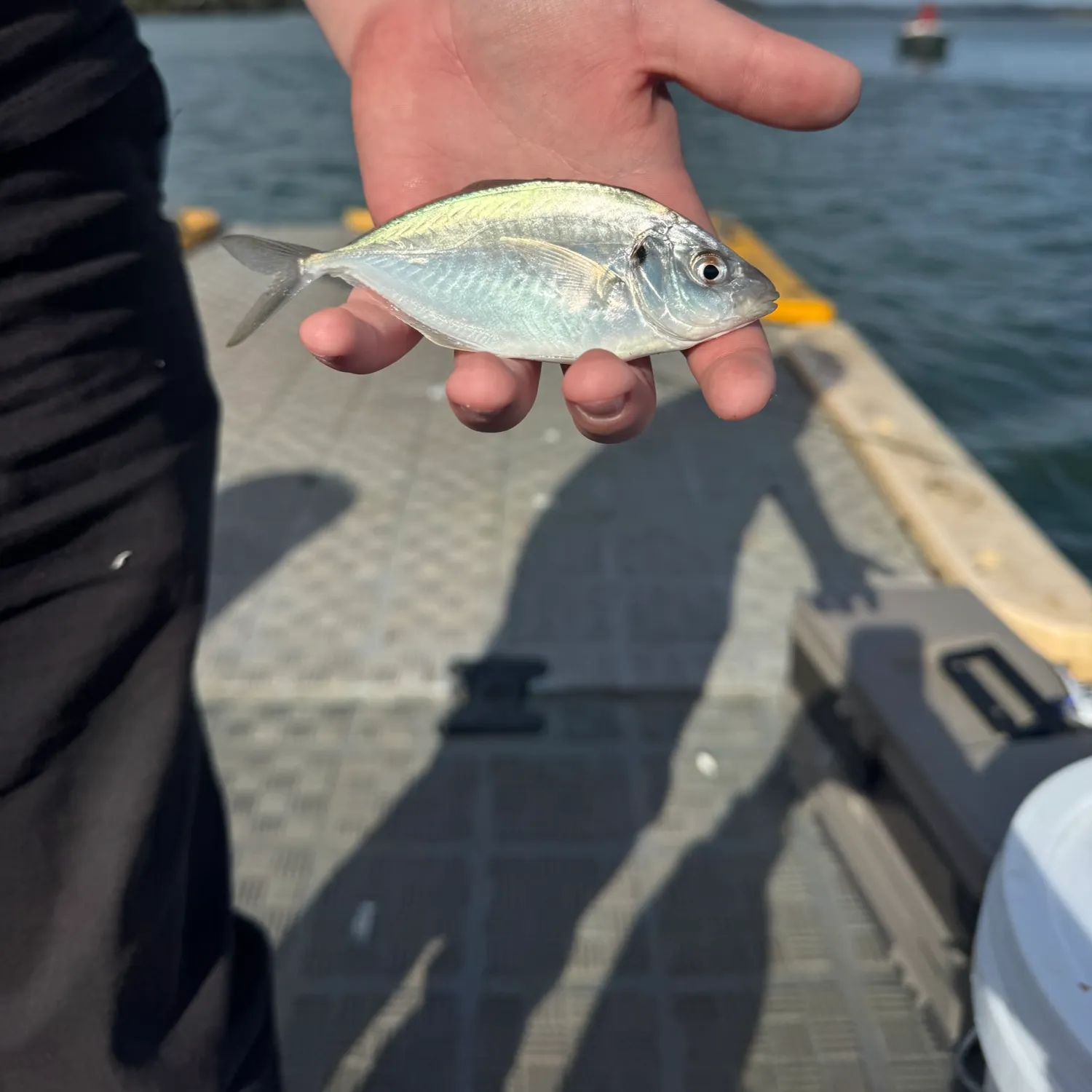 The most recent Silver trevally catches on Fishbrain