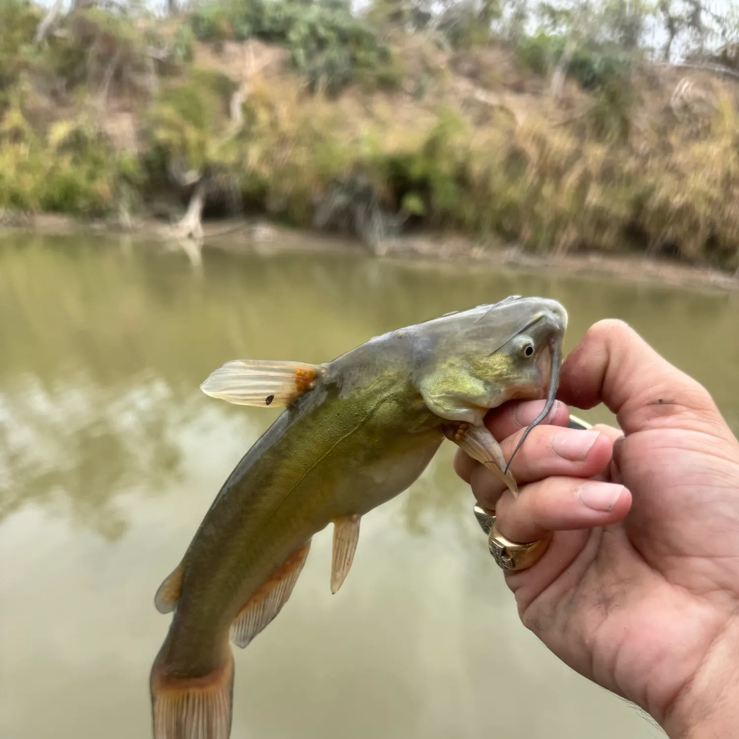 Black bullhead caught on Fishbrain