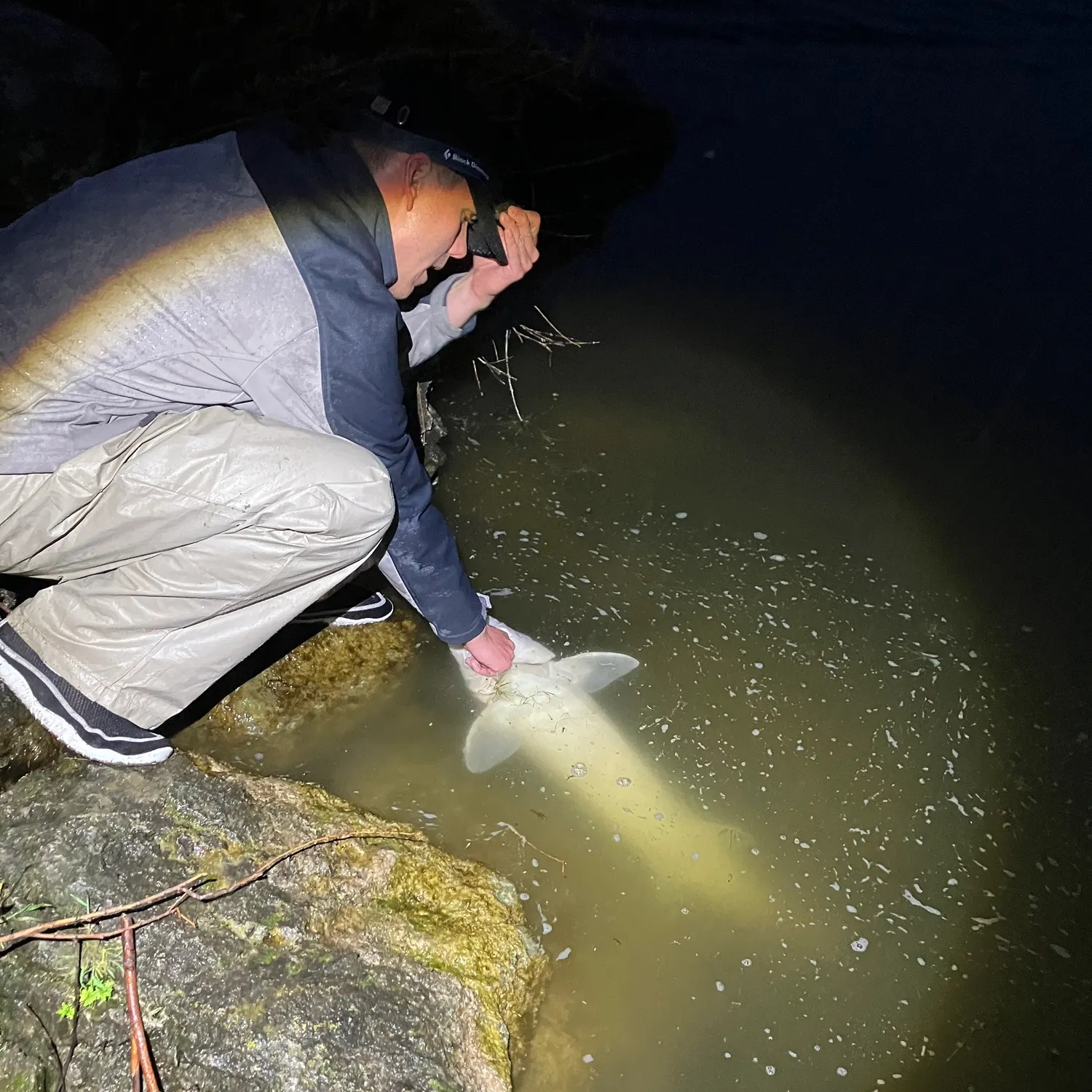 The most recent White sturgeon catches on Fishbrain