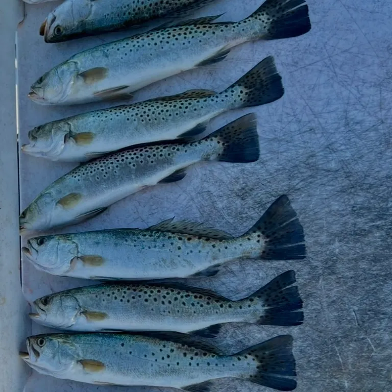 Spotted seatrout caught on Fishbrain