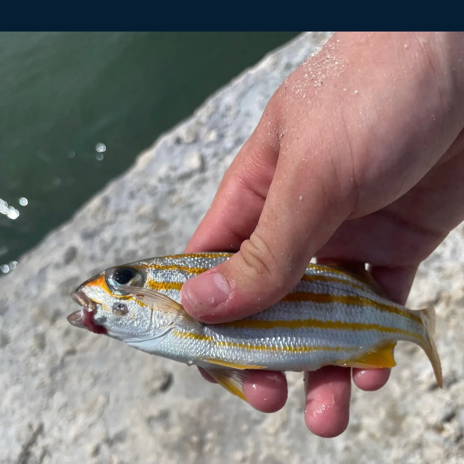The most recent Smallmouth grunt catches on Fishbrain