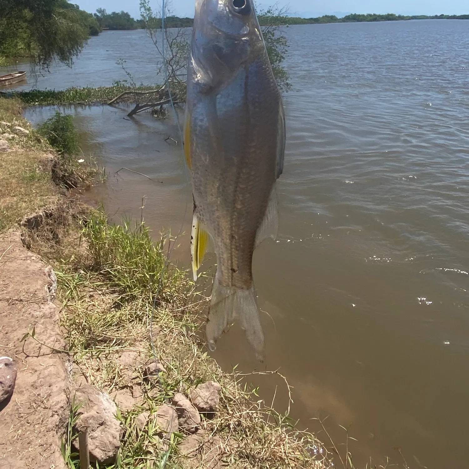 The most recent White snook catches on Fishbrain