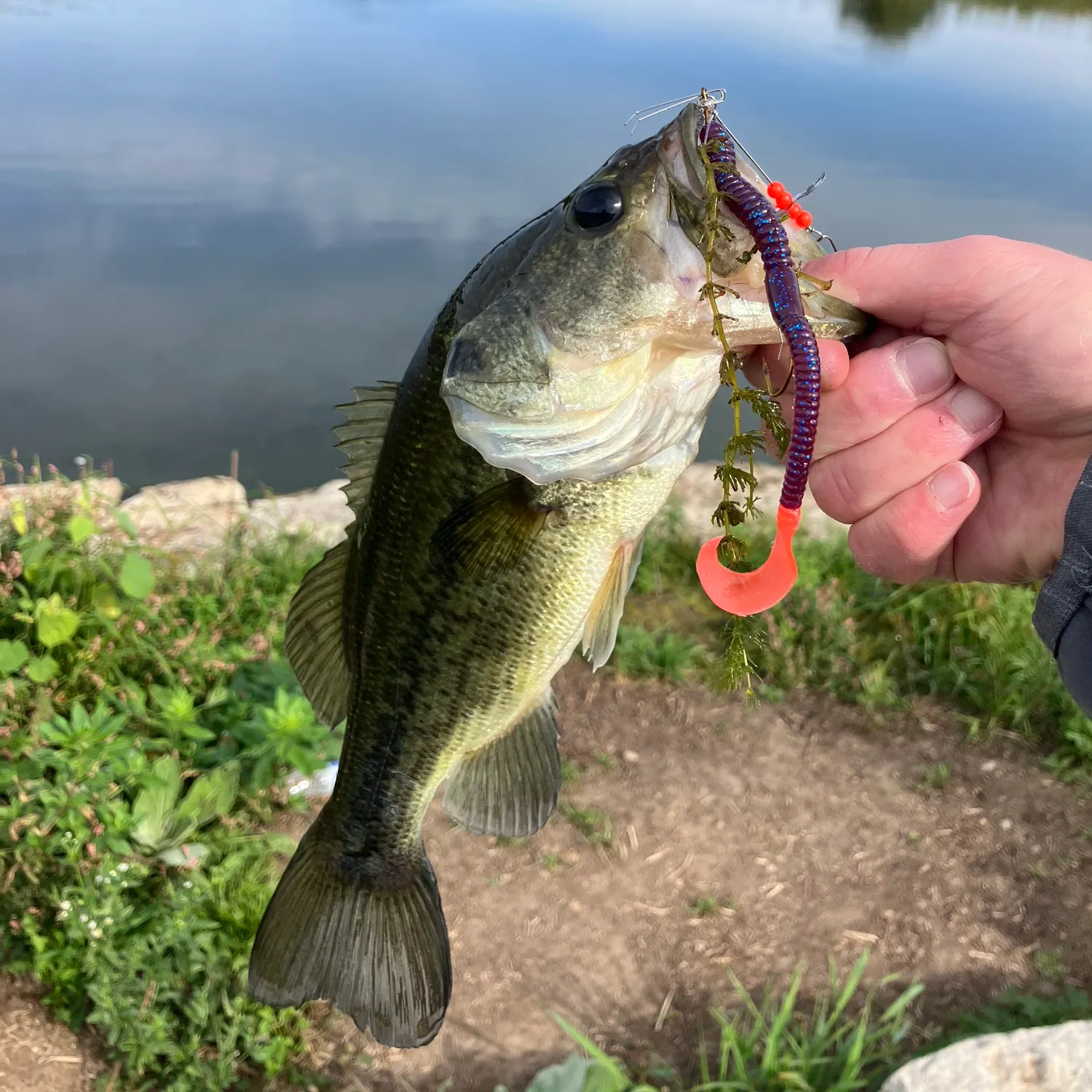 Largemouth bass caught on Fishbrain