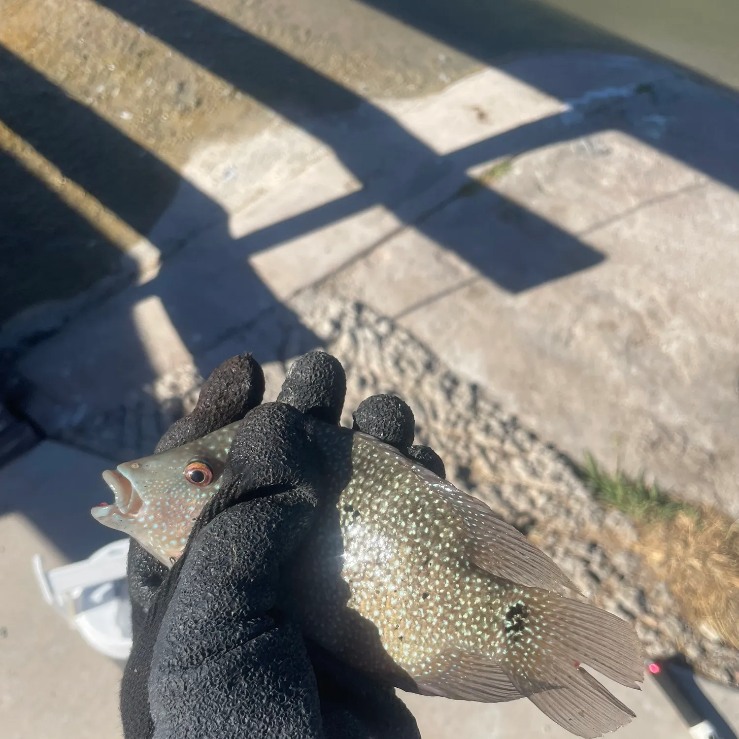 The most recent Rio Grande cichlid catches on Fishbrain