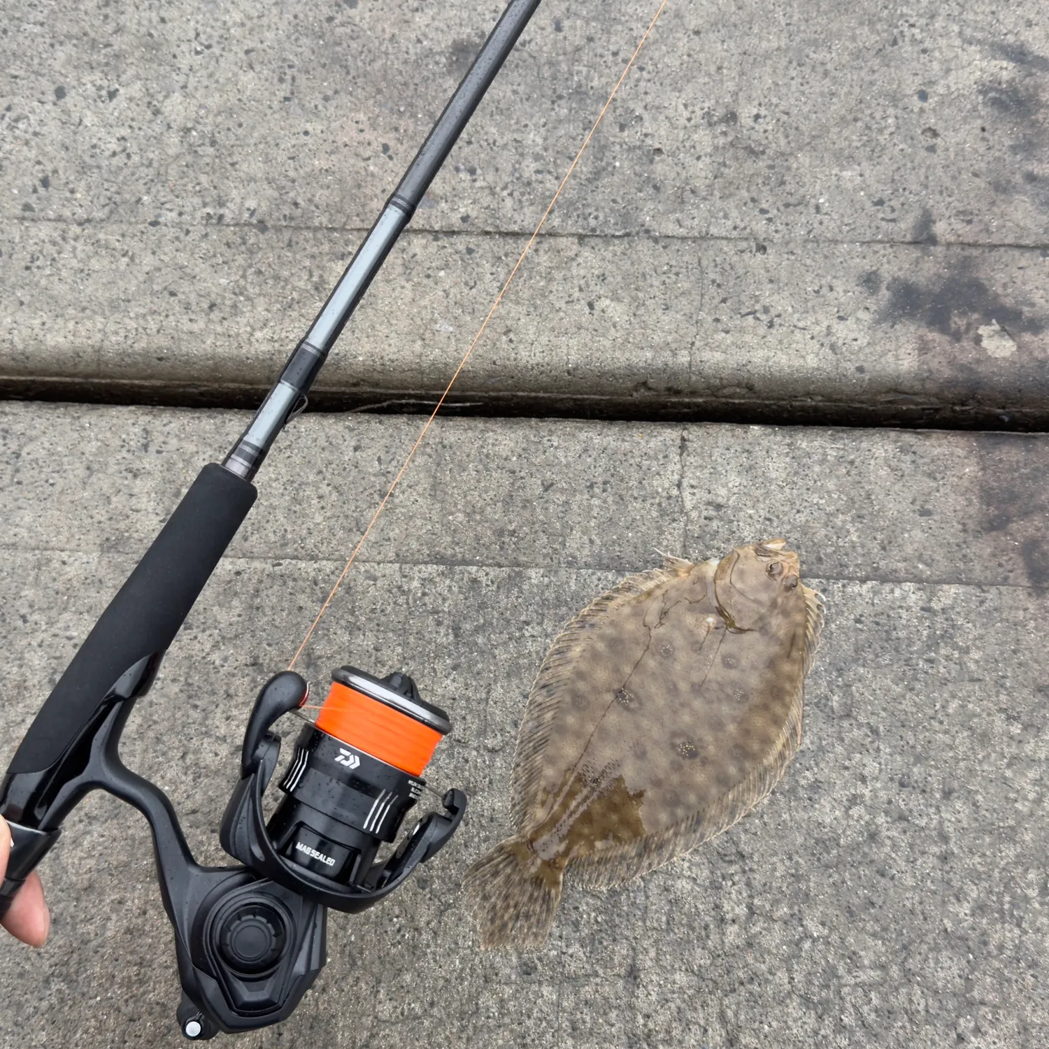 The most recent Largetooth flounder catches on Fishbrain