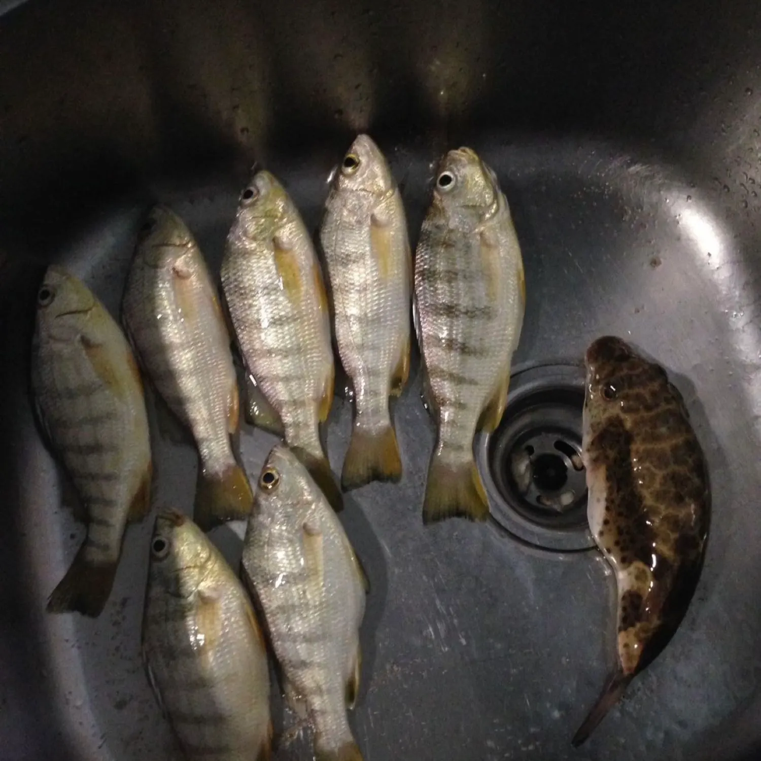 recently logged catches