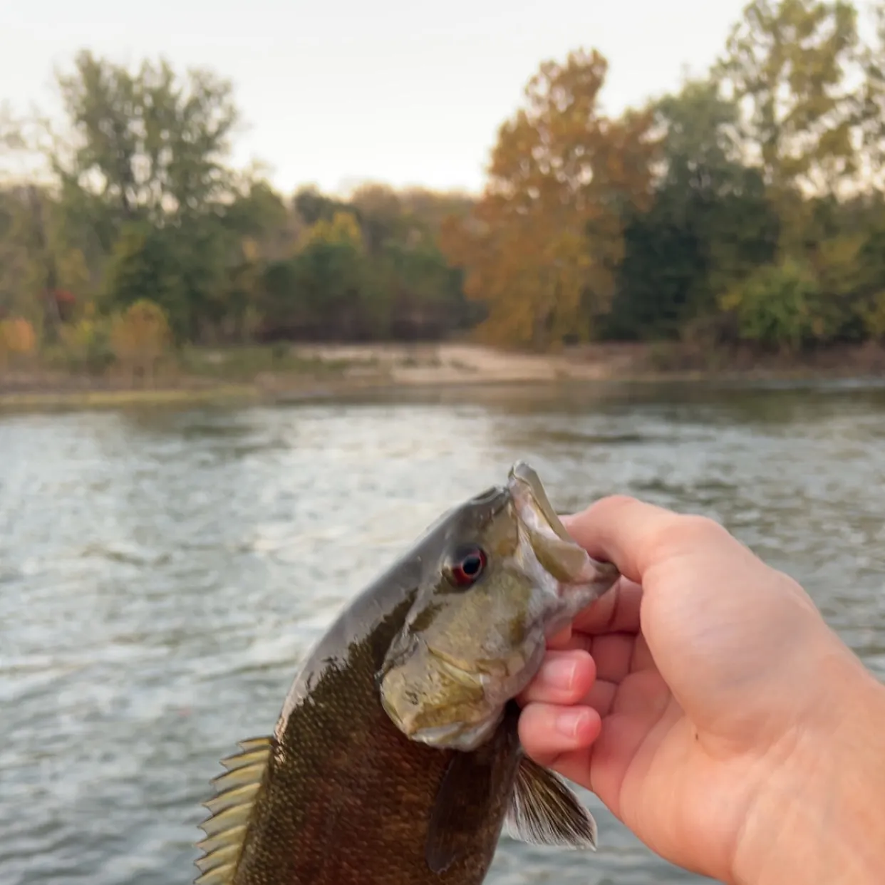 Smallmouth bass caught on Fishbrain
