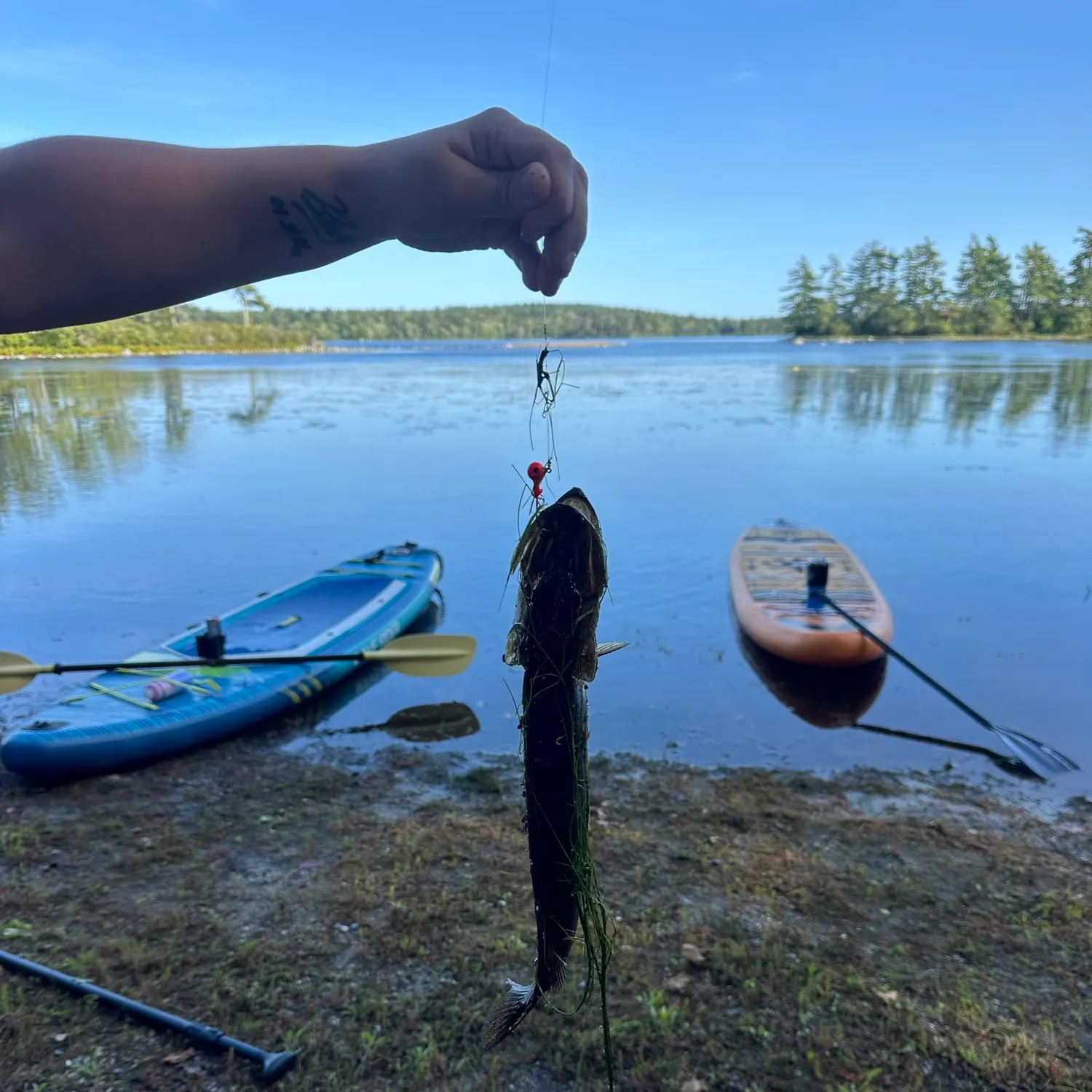 Chain pickerel caught on Fishbrain