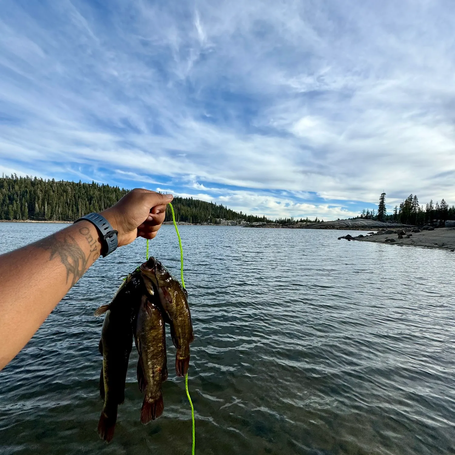 Black bullhead caught on Fishbrain