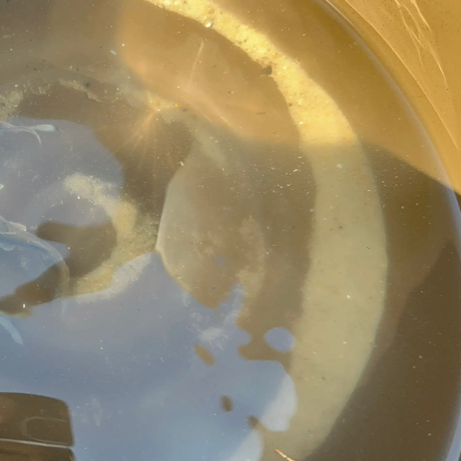 The most recent Sagor sea catfish catches on Fishbrain