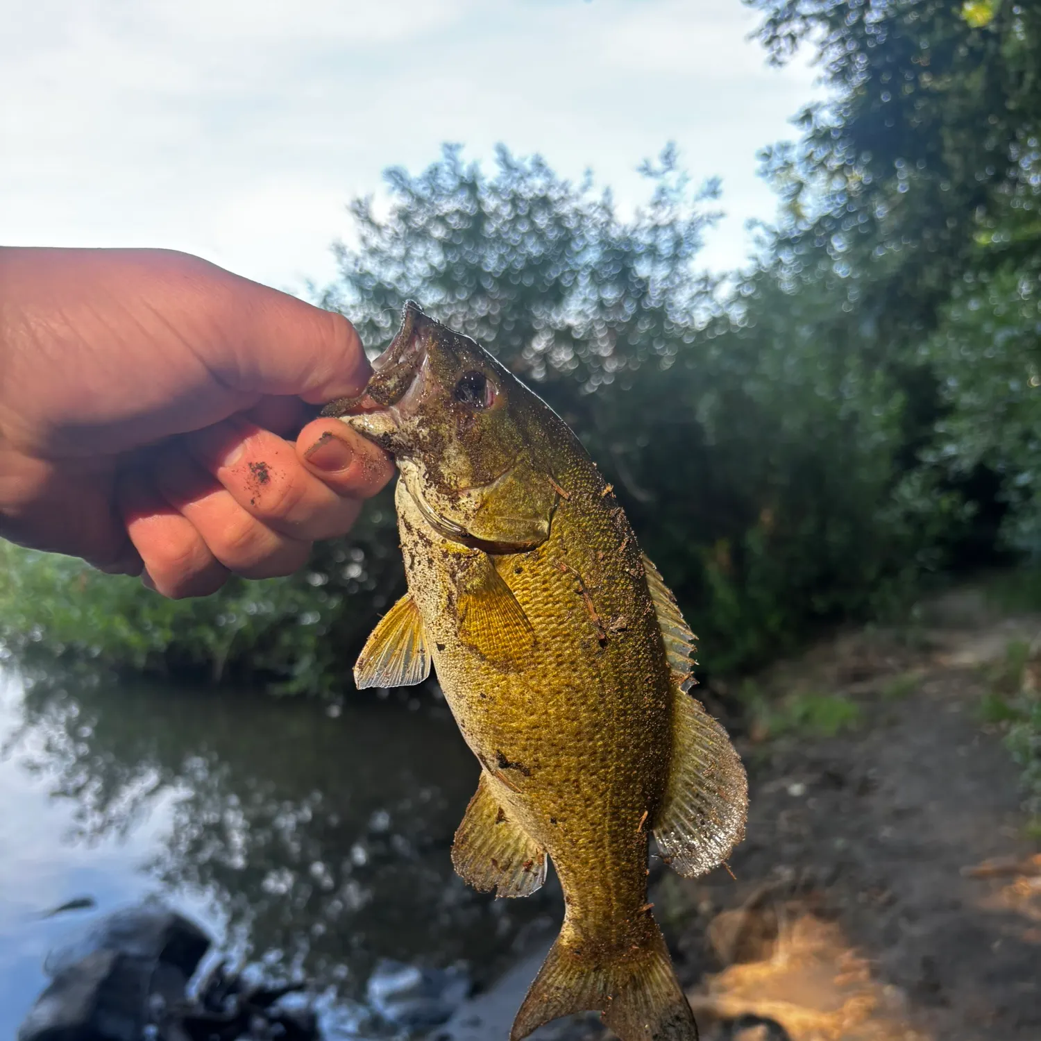 The most recent Smallmouth bass catches on Fishbrain