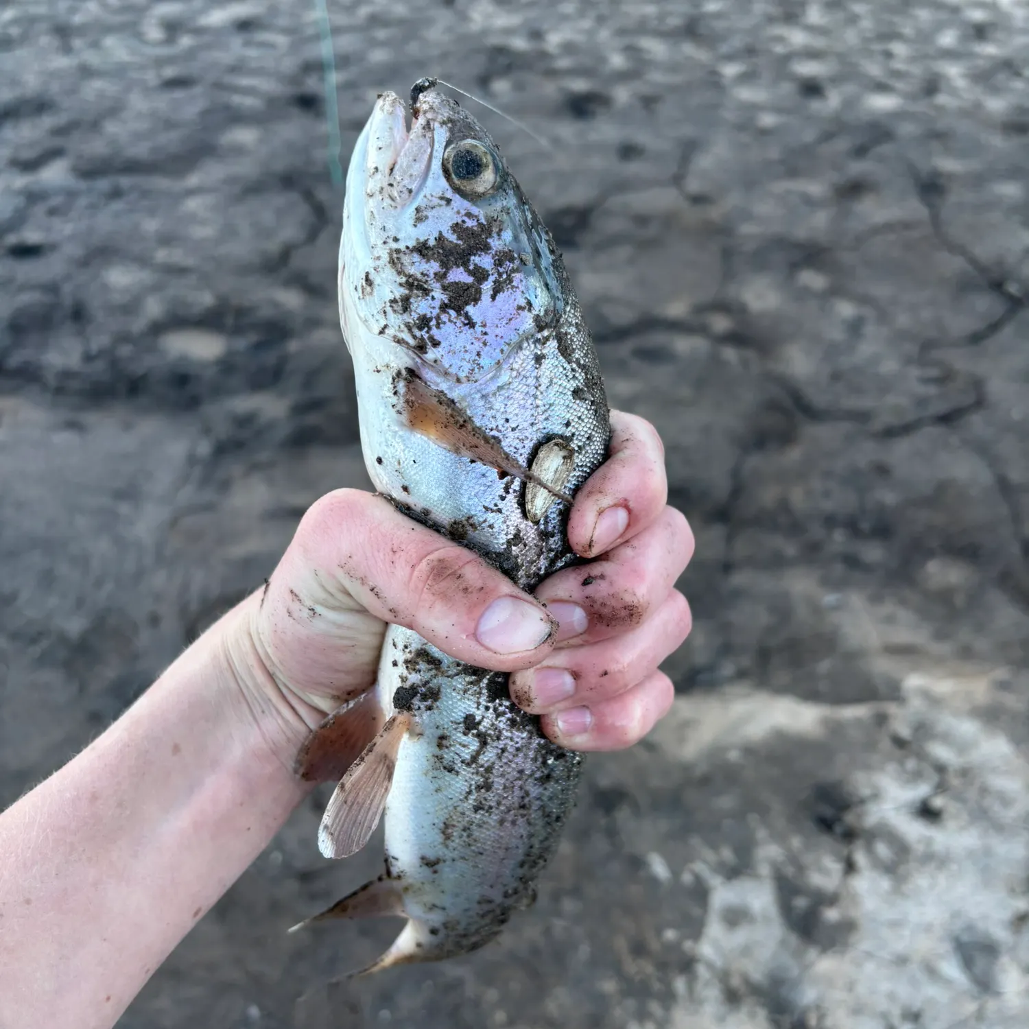Rainbow trout caught on Fishbrain