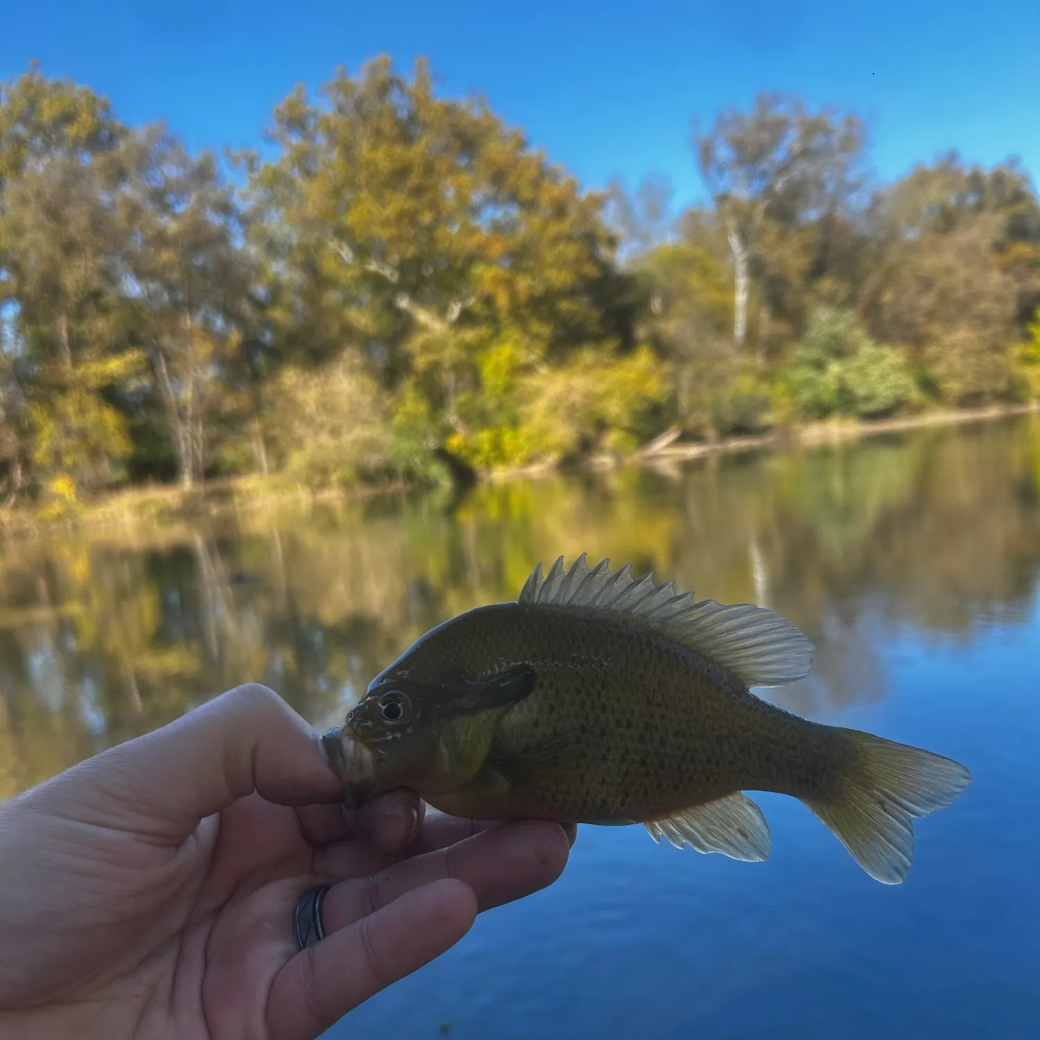 Redbreast sunfish caught on Fishbrain