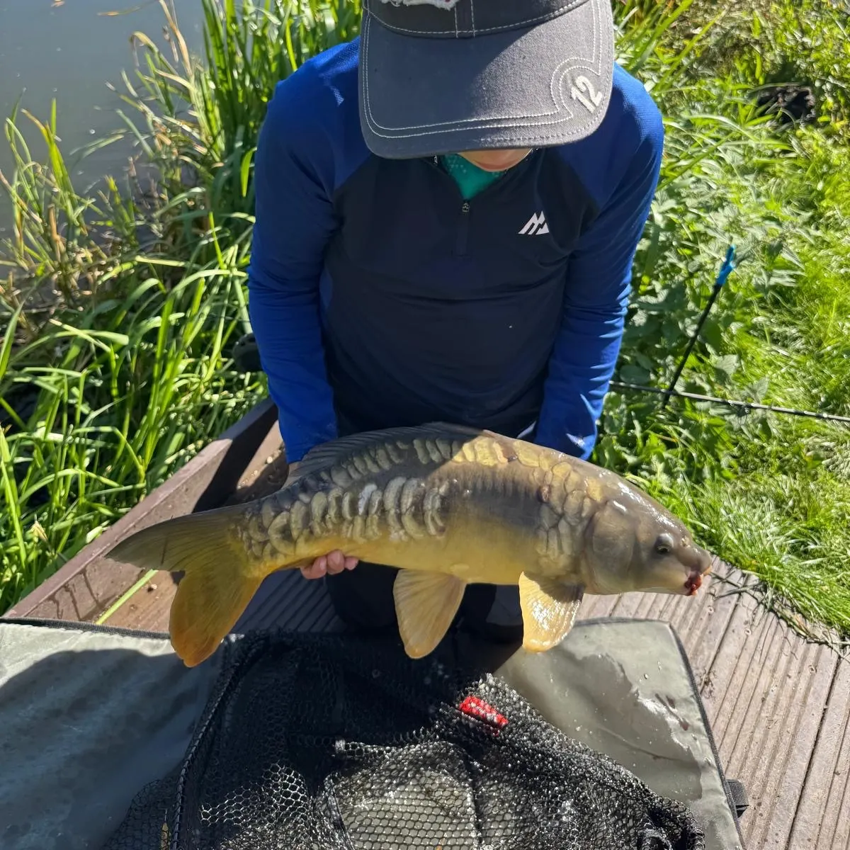Mirror carp caught on Fishbrain