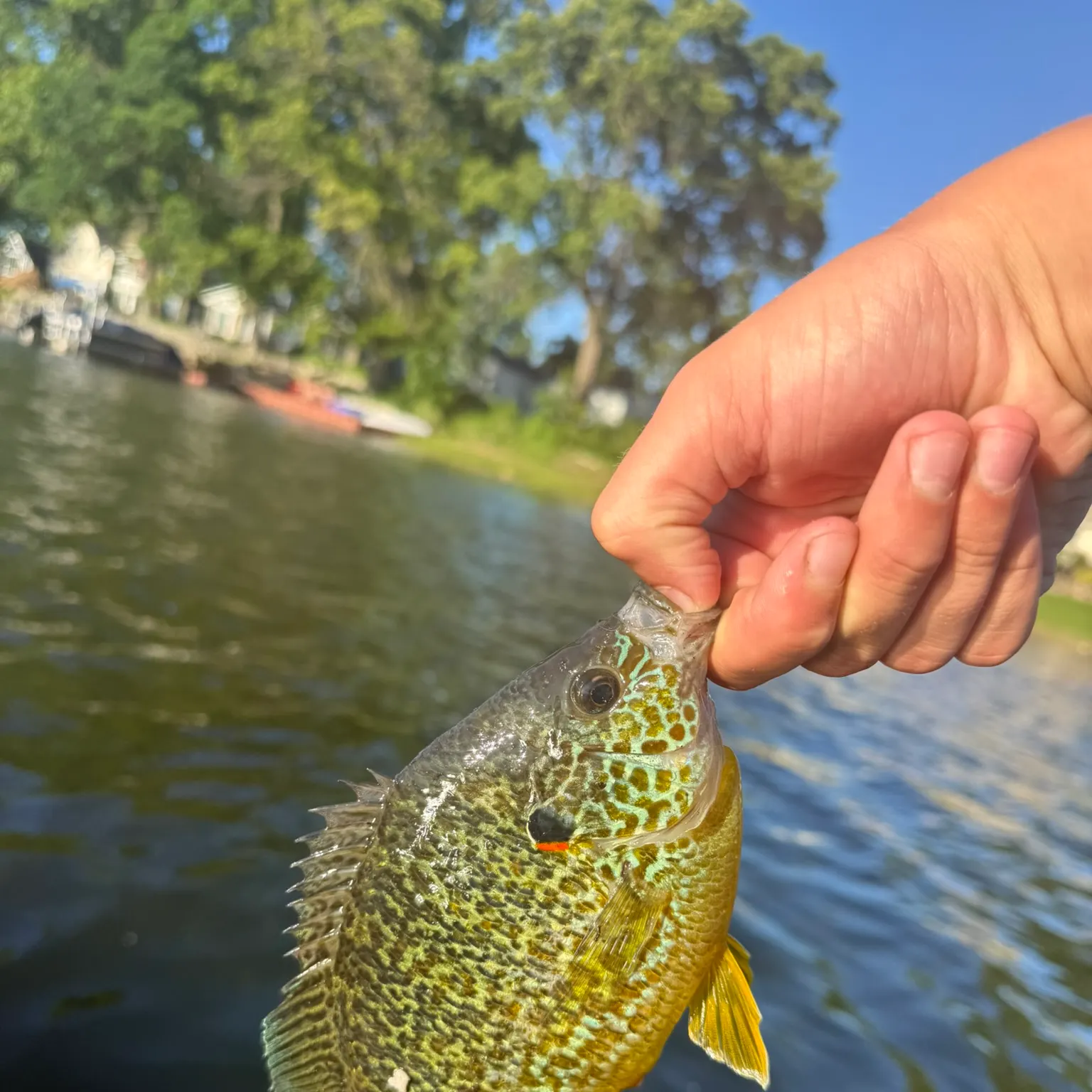 catch