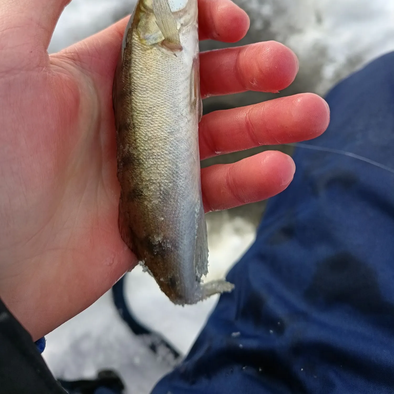 The most recent Zander catches on Fishbrain