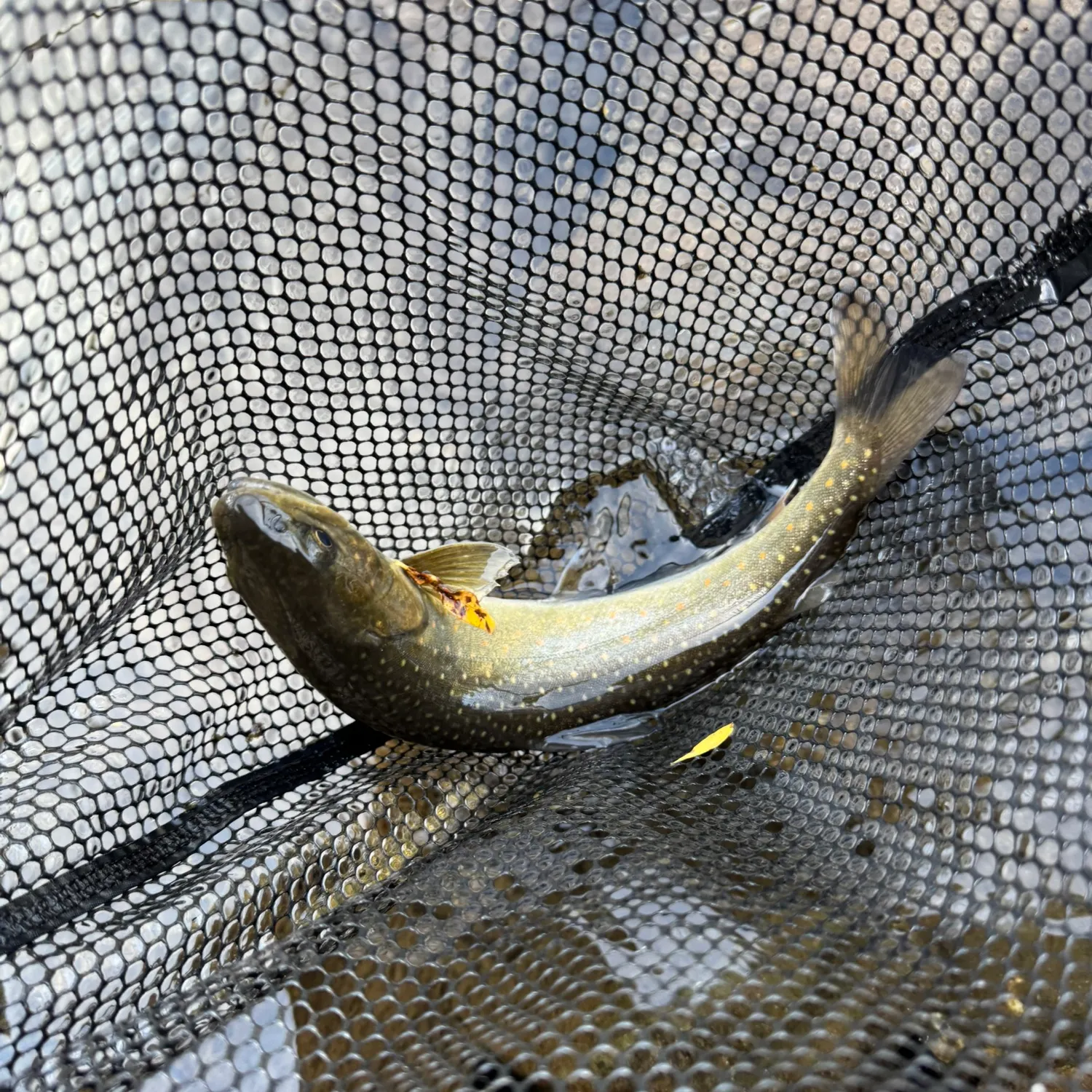 Bull trout caught on Fishbrain