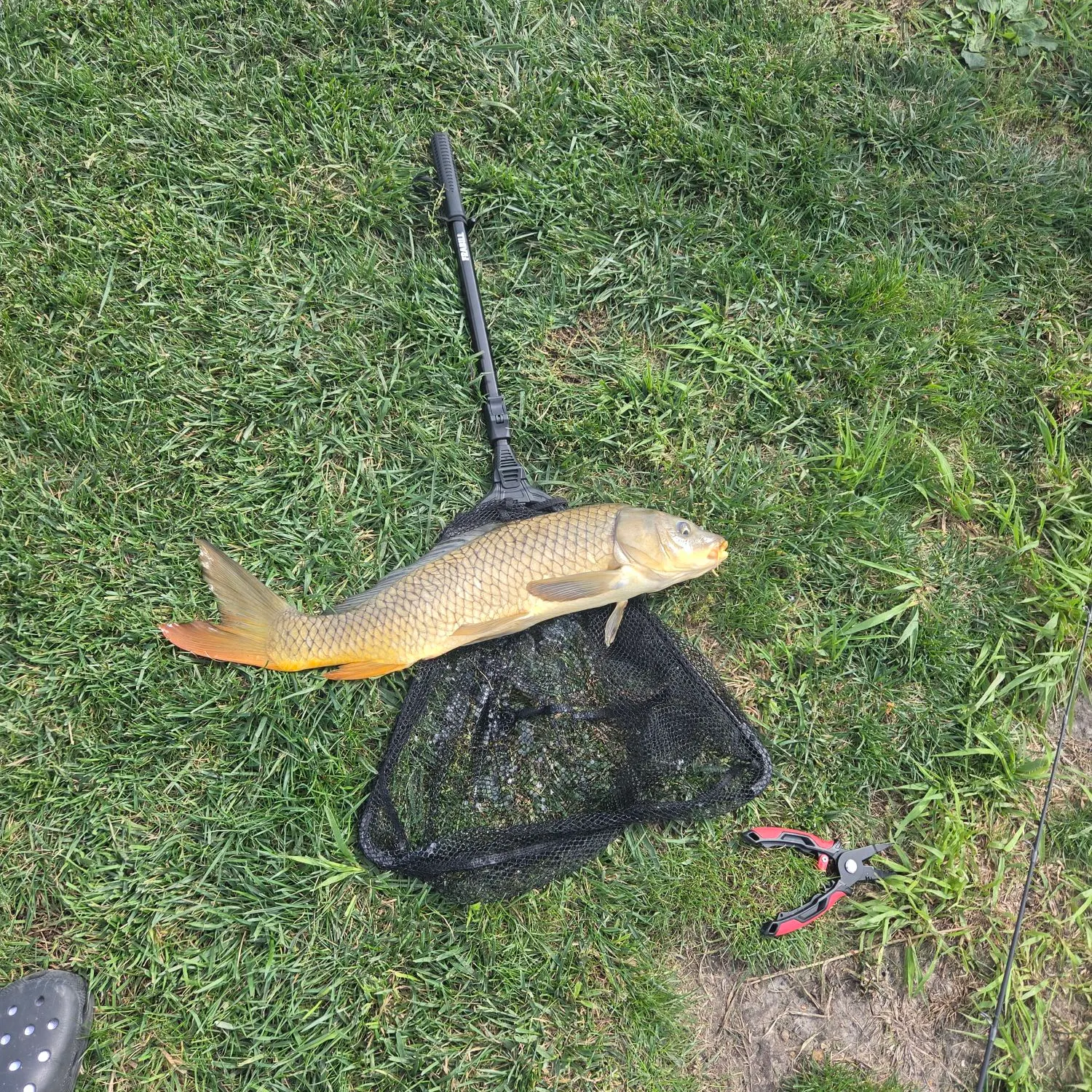 Common carp caught on Fishbrain