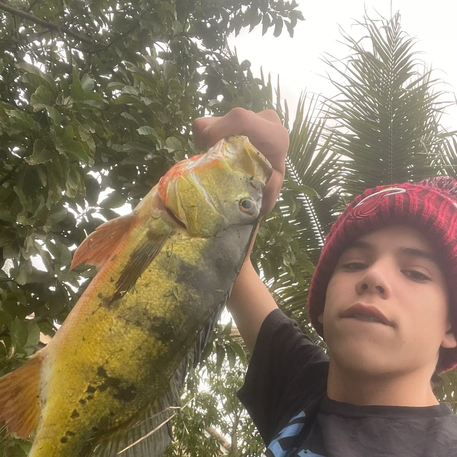 The most recent Butterfly peacock bass catches on Fishbrain