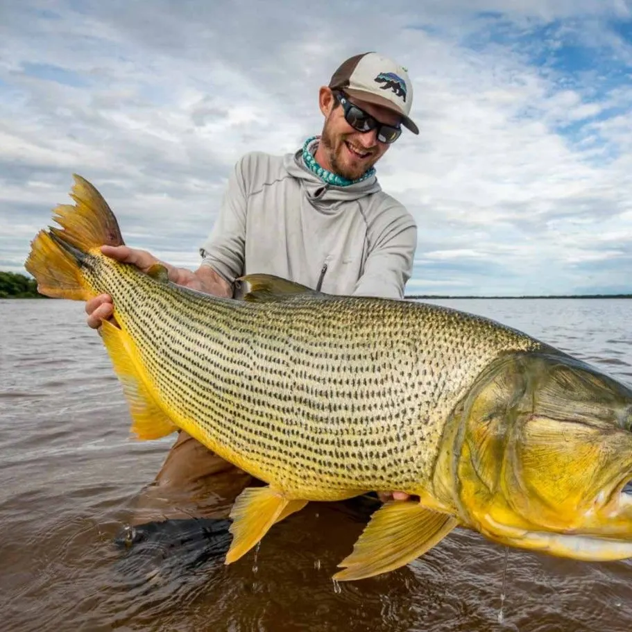 The most recent Golden dorado catches on Fishbrain