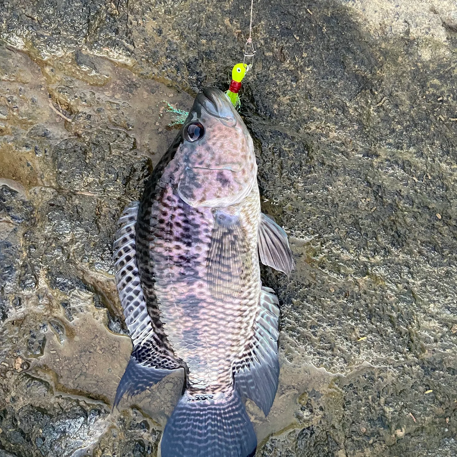The most recent Wolf cichlid catches on Fishbrain